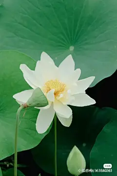 花草集 - 高清图片，堆糖，美图壁纸兴趣社区