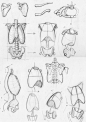 Random anatomy sketches 2 by RV1994 on deviantART