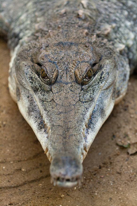 鳄目鳄科非洲狭吻鳄