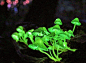“荧光蕈”，又叫蚂蚁路灯。它们在黑夜中会发出幽绿色鬼火一般的光芒。3