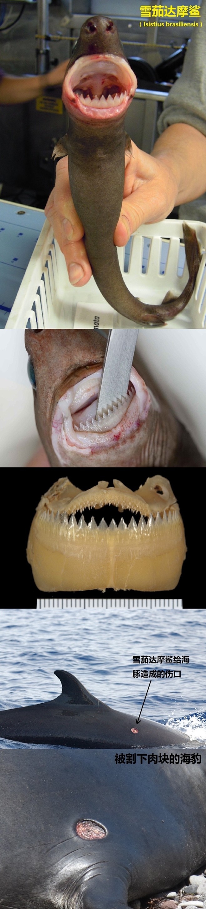 各式各样的鲨鱼，和它们的牙齿 图1：条纹斑竹鲨（Chiloscyllium plagiosum），体长只有数十厘米的近海小型鲨鱼，属于须鲨目 ...