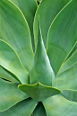 Agave attenuata | 相片擁有者 Mr.Enjoy