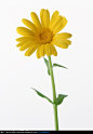 一朵鲜艳的黄色菊花