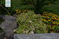 斑叶锦带花 Weigela florida (Bunge) A. DC. 'Variegata' 中国植物图像库