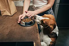 点击来源直接获取大图文件 |年轻女子给可爱的比格犬喂宠物食品的局部视图