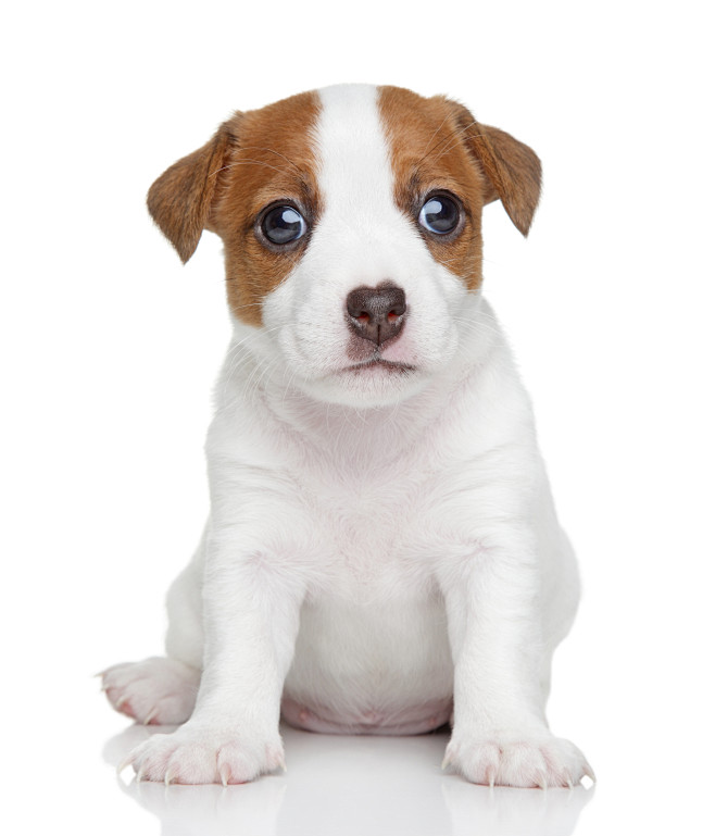 杰克罗素梗 幼犬 狗