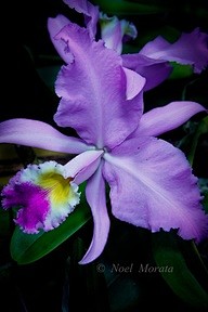 Exotic orchid collec...