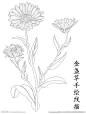 金盏草手绘线描