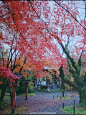秋之京都红叶。