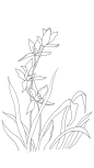 7手绘植物花卉插画黑白装饰线稿手抄报海报免扣元素