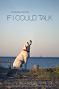 If I Could Talk海报 1 Poster