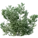 灌木乔木古树树冠大树草丛合成免抠PNG素材：02