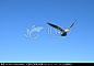  云南 丽江 美景 湖泊 拉市海 丽江美景 丽江旅游 丽江照片 水面上的鸟 湖面上的海鸥 湿地 海鸥 展翅的海鸥