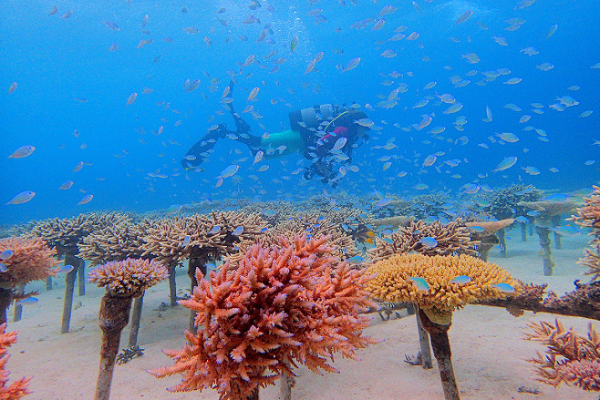 okinawa-coral-reef-f...