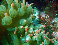 游观采集到海洋生物