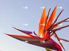 矾 花 极乐鸟 热带 植物 自然 花壁纸 异国情调 开花