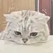 °猫九