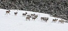 尤通黑门山国家公园,山,豪猪驯鹿,北方深红色食蜂鸟,国家公园,水平画幅,雪,野外动物,夏天,户外