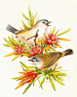 Deidre Hunt  澳大利亚鸟类十二月图谱