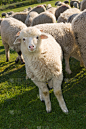 绵羊,垂直画幅,可爱的,无人,户外,草,羊羔,看,动物,羊群