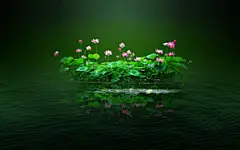 荷塘荷花美景桌面壁纸