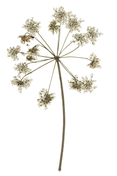 又小又萌采集到花花