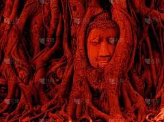 榕树根中的红石佛