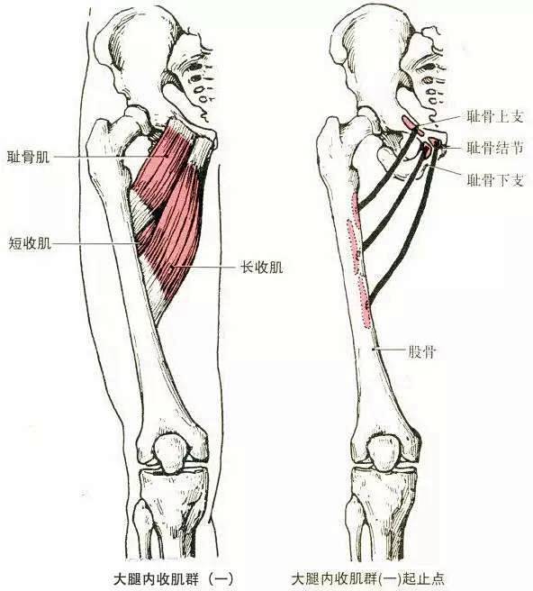 最全人体肌肉解剖套图，值得收藏！