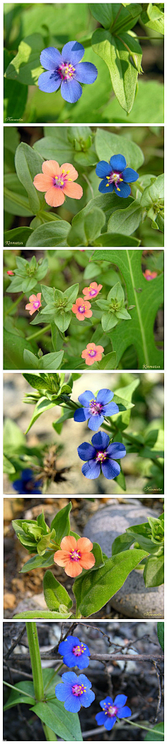 琉璃繁缕.onlyeasy采集到my love采集movie.digu.