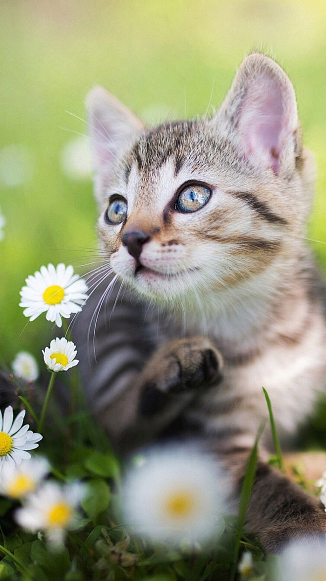 #萌宠# #动物# #猫咪# #猫与大腿...