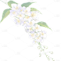 植物通用清新插画花朵元素素材