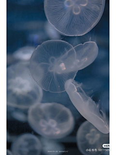 深海梦游采集到海底生物风景