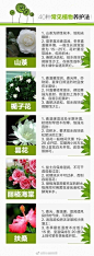 绿萝、发财树、文竹、芦荟、吊兰等40种室内盆栽植物的养护方法（图源于网络） ​​​​