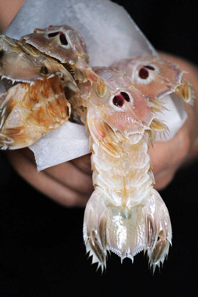 Mantis Shrimp by Reb...