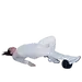 巴拉普拉提球 （非加权）