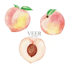 水彩白桃子插画图片素材