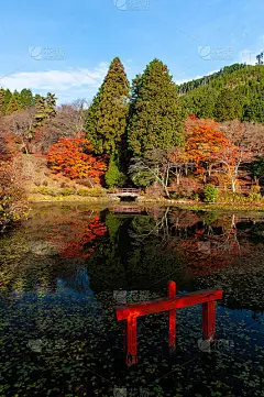 神社建筑和绿树倒映在水面上