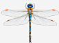 蜻蜓图标免抠素材_新图网 https://ixintu.com logo素材 动物素材 矢量素材 蜻蜓