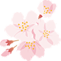 水彩日式樱花Sakura花朵分割线边框花圈AI矢量印刷平面海报素材 (2)