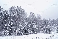冰雪覆盖的树木。