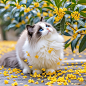 桂花树下桂花猫，…… - 小红书