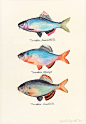 鱼的水彩素材  插画师｜ Yusei Nagashima