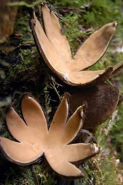 恶魔雪茄学名,中文学名"地星状裂杯菌".
