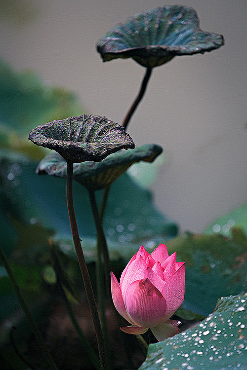 荷花