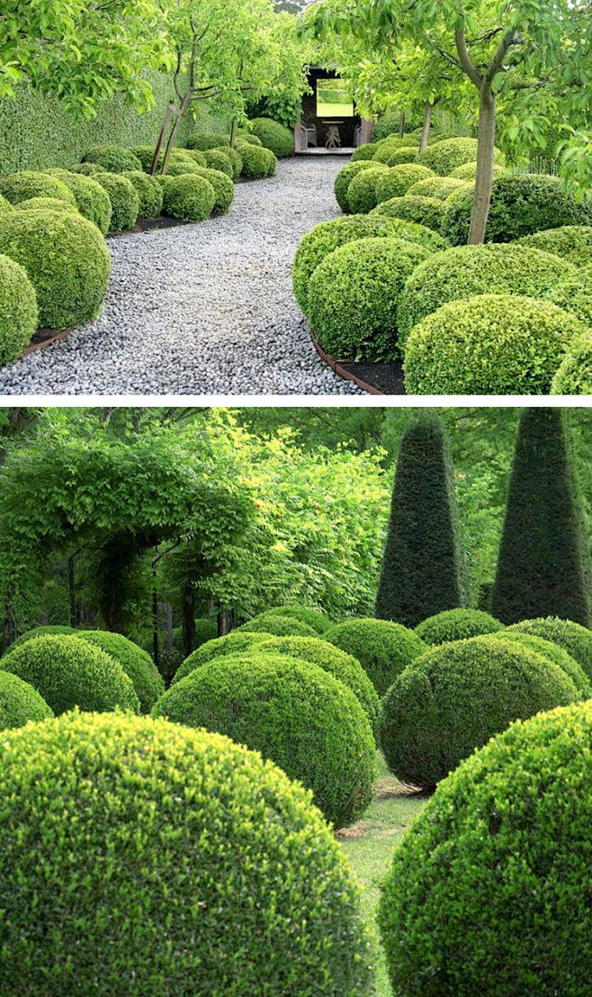 黄杨球树苗小叶金黄杨树苗庭院绿化黄杨盆景.