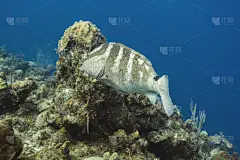 条纹石斑鱼,大鳄鱼,鲶科鱼,拿骚,水平画幅,水肺潜水,大西洋,水下,海洋生命,生态多样性