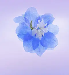 华为荣耀手机壁纸