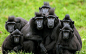 A group of Crested Macaques, more used to tropical rainforests in Indonesia, huddle together for warmth in Dublin Zoo