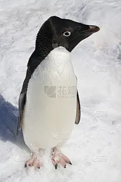 阿德利企鹅站在雪地里