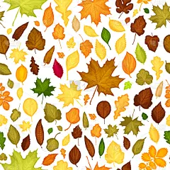 秋天,叶子,四方连续纹样,九月,华丽的,十月,纺织品,壁纸,植物,白桦